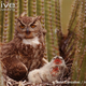 Illustration for article titled Superb Owl Bowl! Which is your favorite?